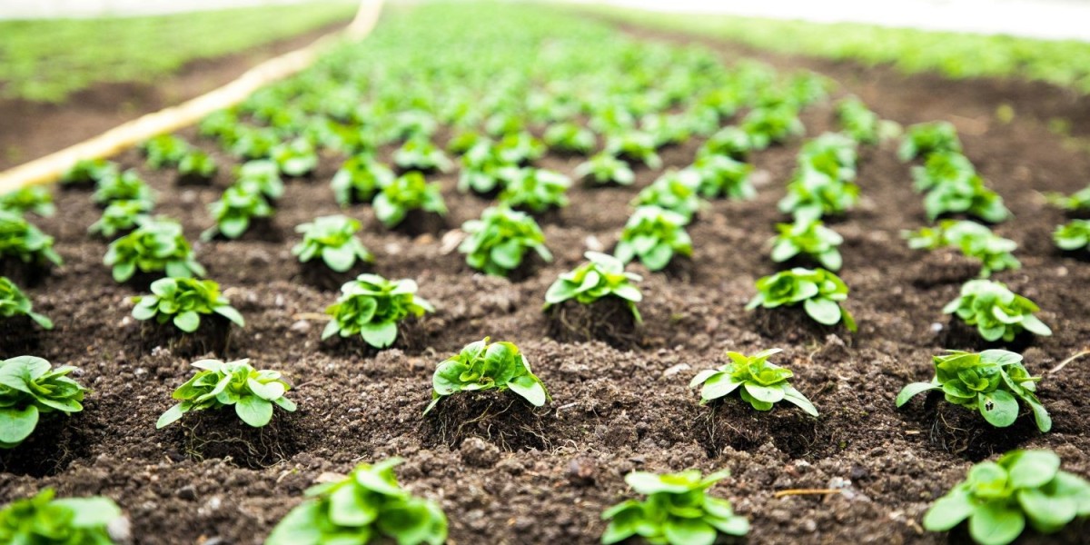 Organic vs. Synthetic Soil Fertility Boosters: What’s Best for Your Roots?