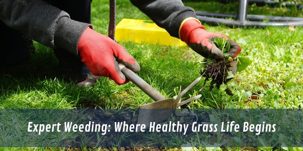 Expert Weeding: Where Healthy Grass Life Begins