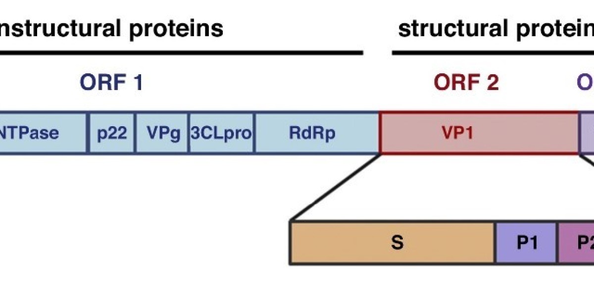 Creative Diagnostics Announces the Launch of Norovirus VLP Antigens to Support Vaccine Research