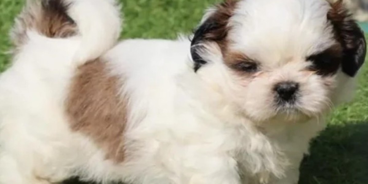 Shih Tzu Puppies for Sale: Find Your Perfect Furry Friend at Pets Farm