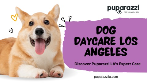 Dog Daycare Los Angeles Discover Puparazzi LA's Expert Care