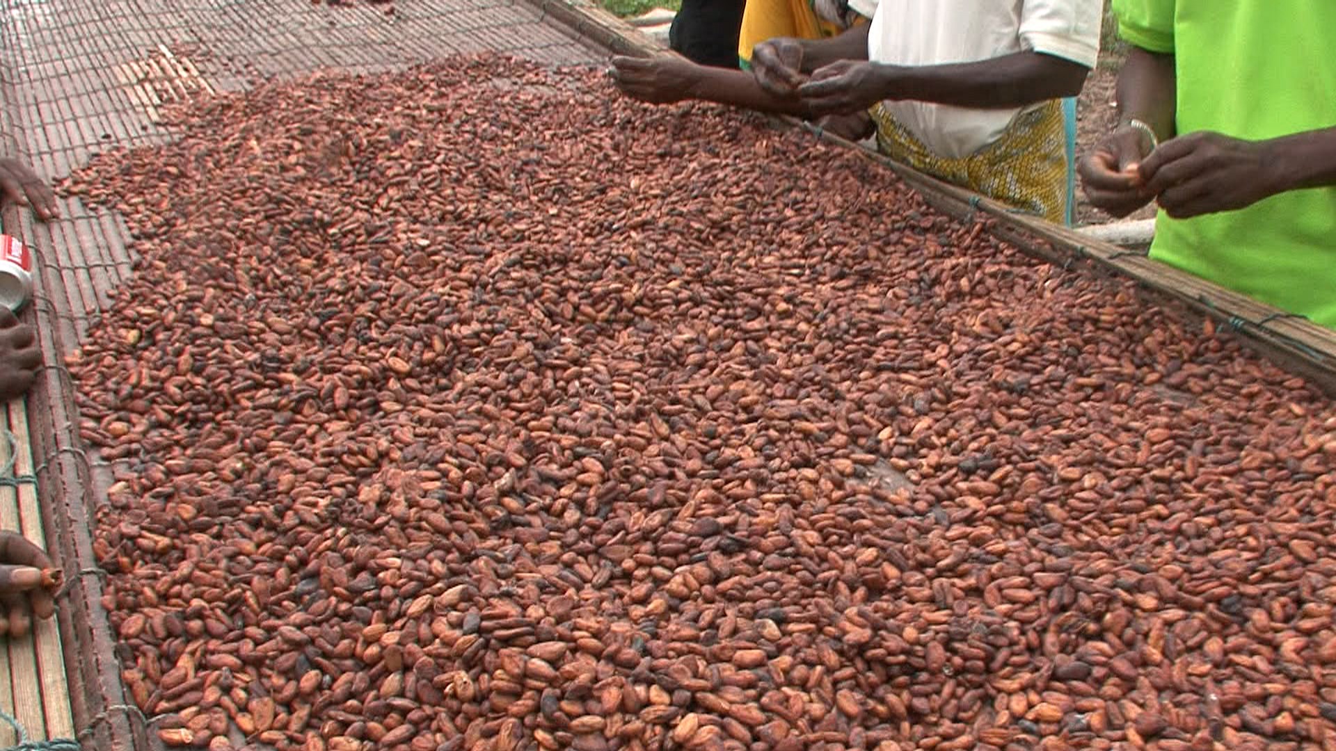 Cocoa market