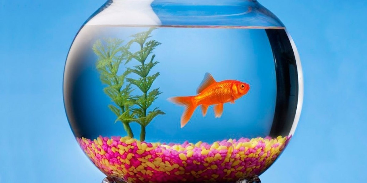 Aquarium and Fish Bowls Market Growth Projections for the Next Decade