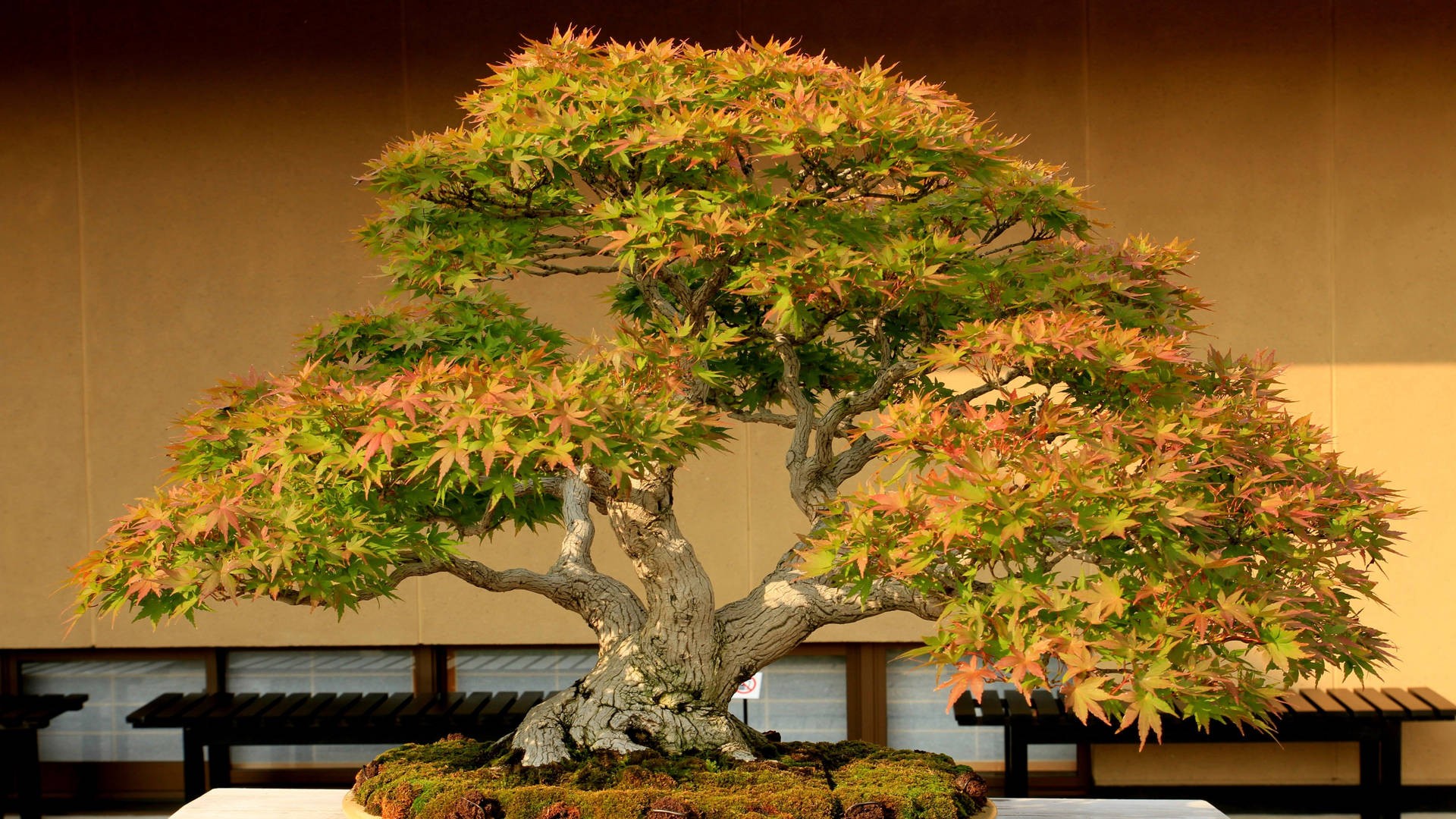 Bonsai market