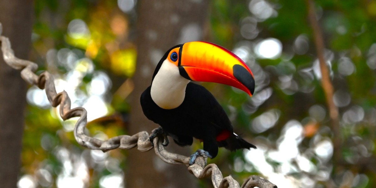 Pantanal Photography: Capturing the Wild Beauty of the World’s Largest Wetland