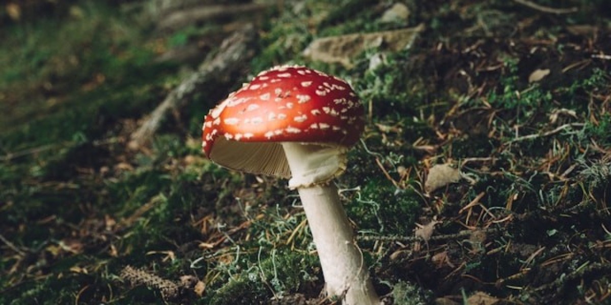 Mushroom Types and Benefits: A Complete Guide to Nature’s Superfood