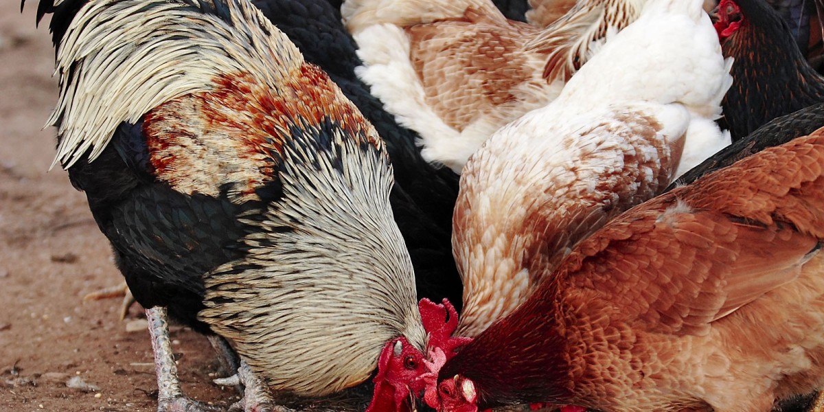 Poultry Feed Market Dynamics: How Nutrition and Sustainability are Shaping the Industry