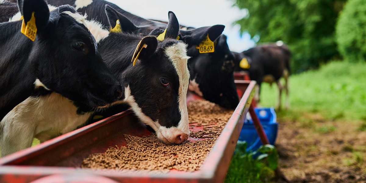 Japan's Animal Feed Market: Growth Trends and Future Opportunities