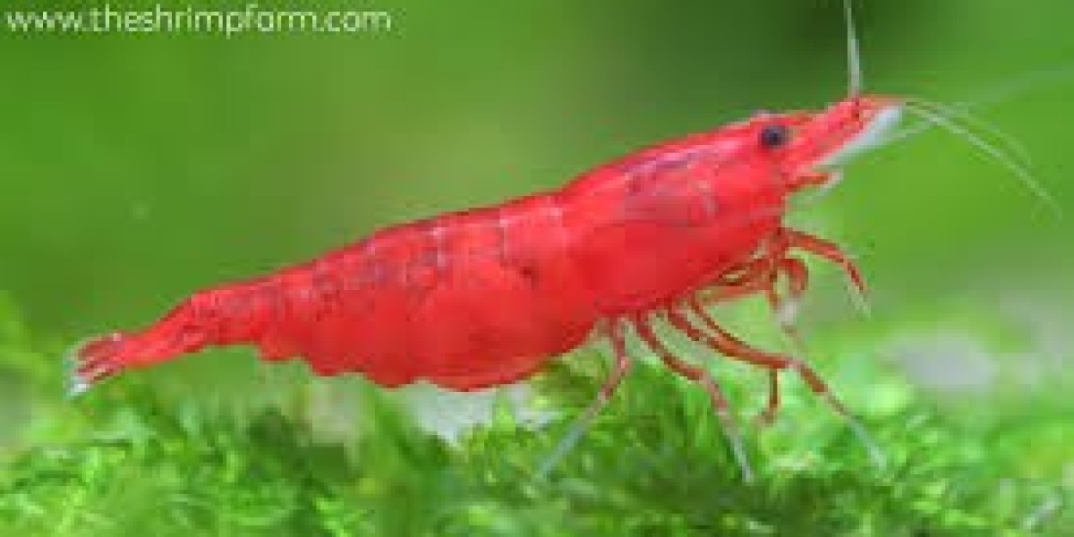 Why Shrimp is a Nutritional Powerhouse