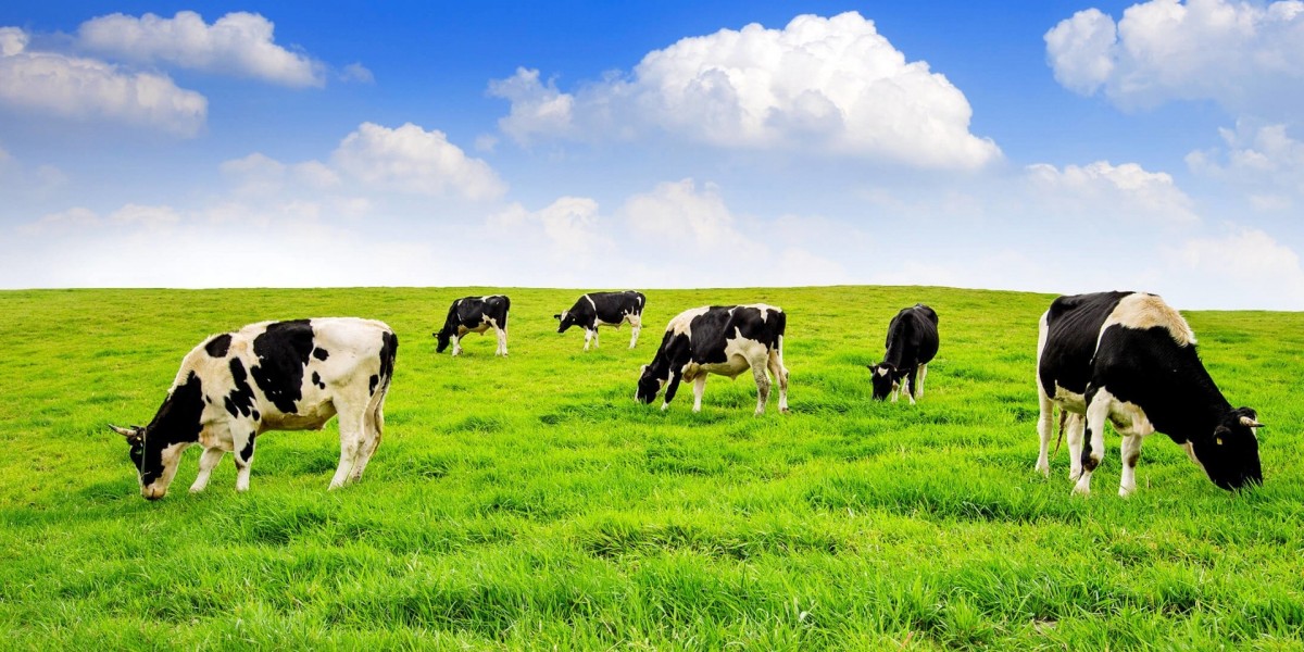 Animal Nutrition Market: The Role of Innovation in Promoting Sustainability and Health