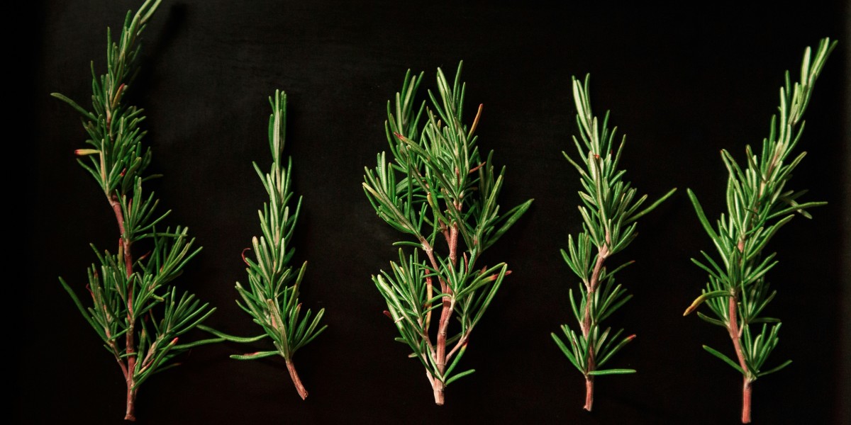 Rosemary Extract Market: A Deep Dive into Consumer Preferences and Trends