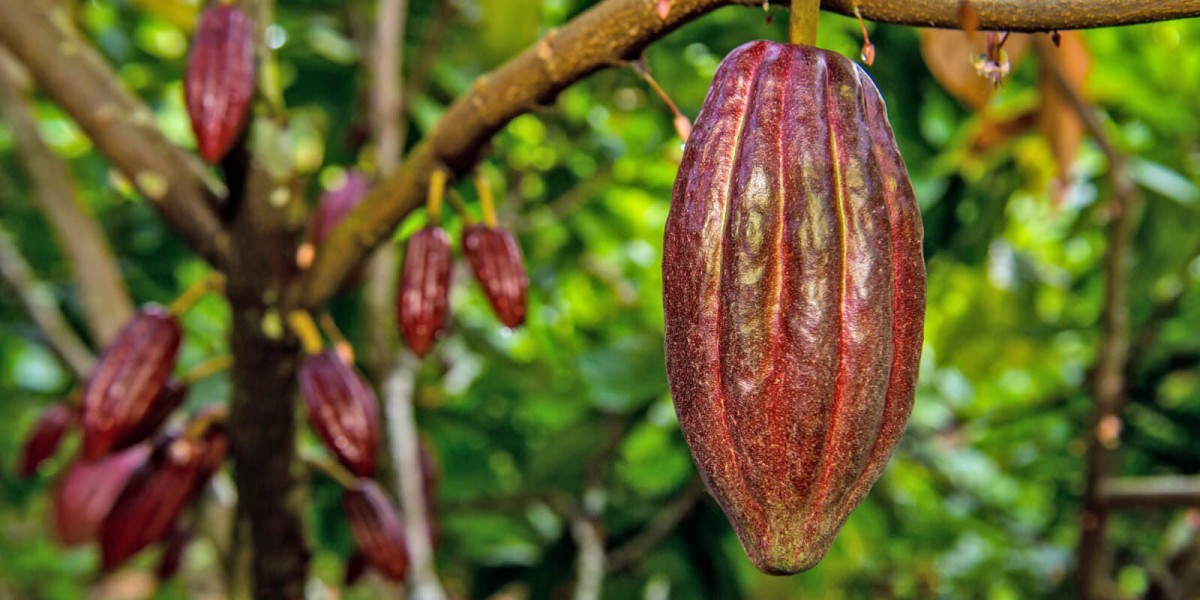 Cocoa Market Insights and Trends: A Complete Market Research Report on Future Opportunities