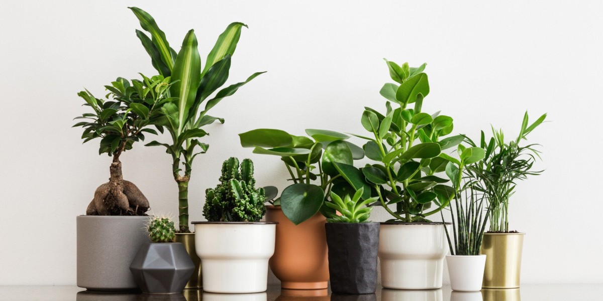 Artificial Plants Market: Meeting the Demand for Aesthetic and Eco-Friendly Alternatives