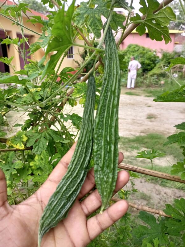 Bitter gourd holds many health secrets within its bitterness