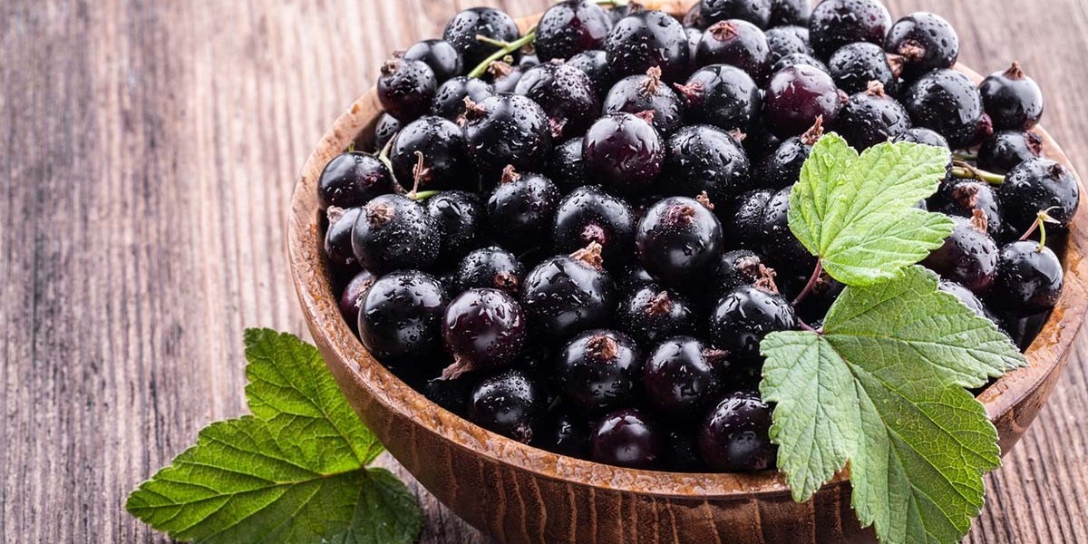 Blackcurrant Extract Market: Natural Solutions Driving the Future of Wellness