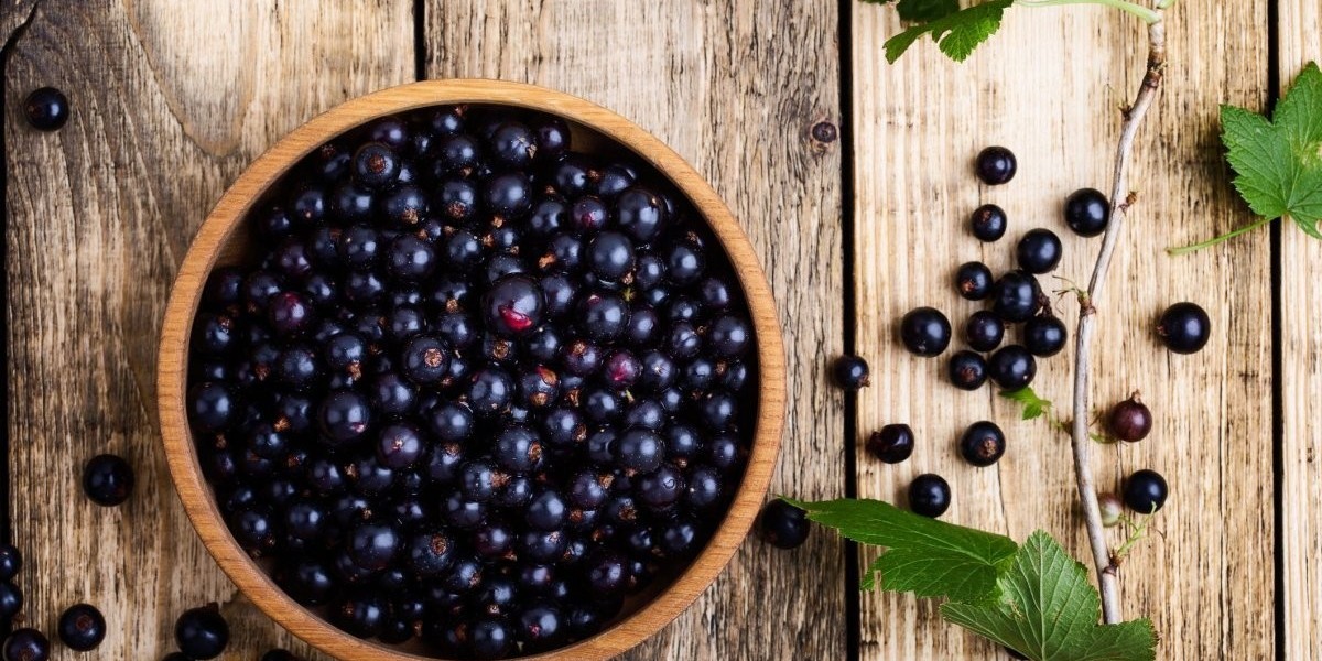 Blackcurrant Extract Market: Exploring New Opportunities in Health and Wellness