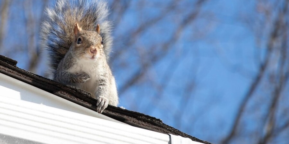 Why Professional Squirrel Removal in Houston is Essential for Your Home