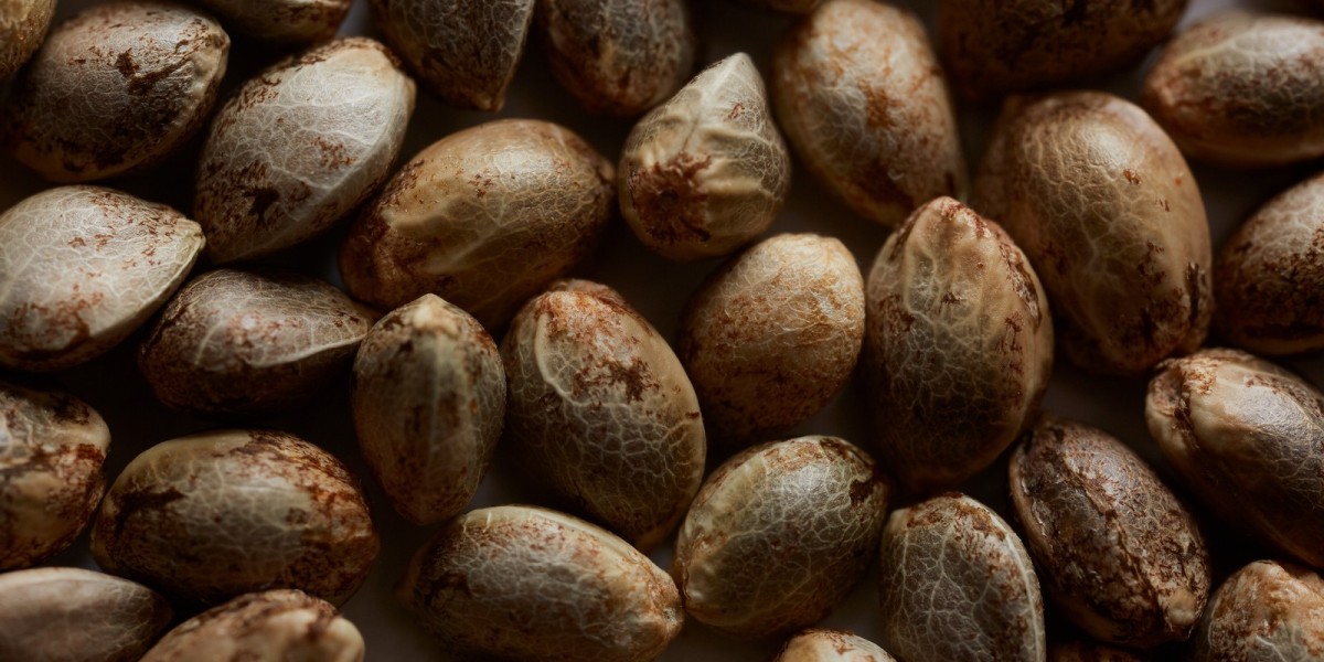 Cannabis Seeds Market Trends and Insights: How the Industry is Evolving in the Next Decade