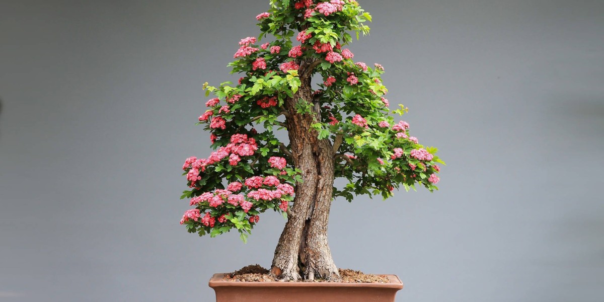 Bonsai Market in the Next Decade: Trends, Competitive Positioning, and Market Share