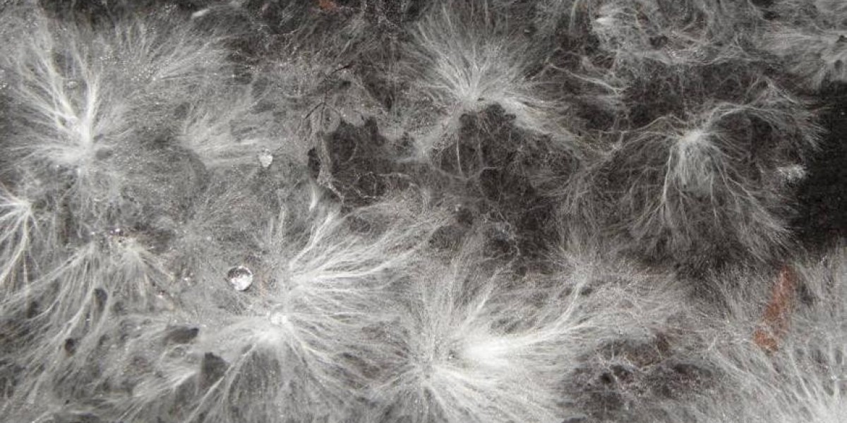 Mycelium Market: Exploring the Potential of Mycelium-Based Textiles in Achieving Sustainable Fashion Goals