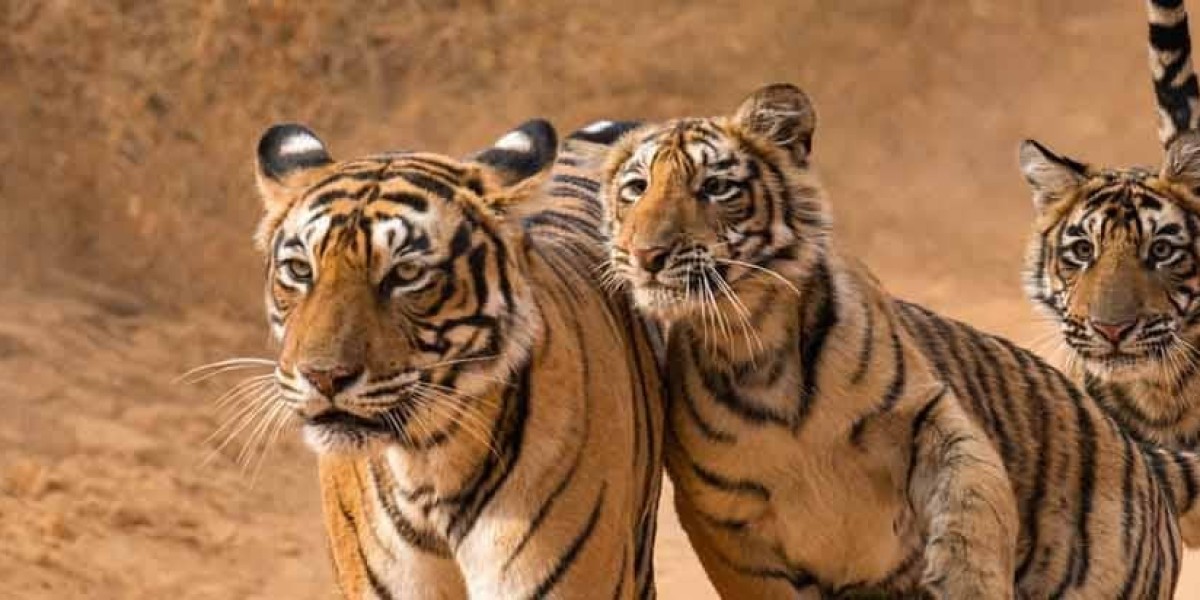 Explore Ranthambore Wildlife Tour Packages: A Safari Adventure Awaits