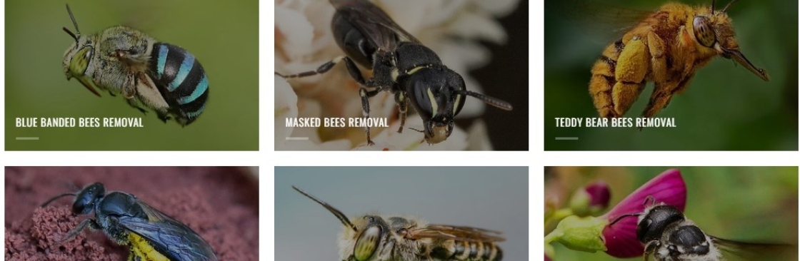 bees removal