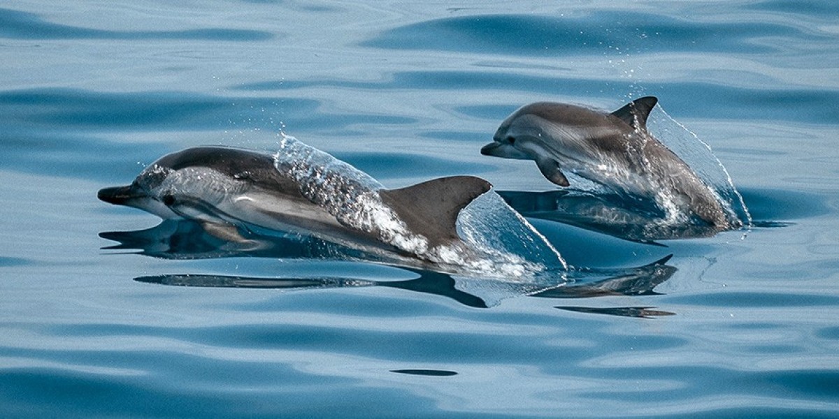 Experience the Joy of Spotting Dolphins in the Heart of Queensland!