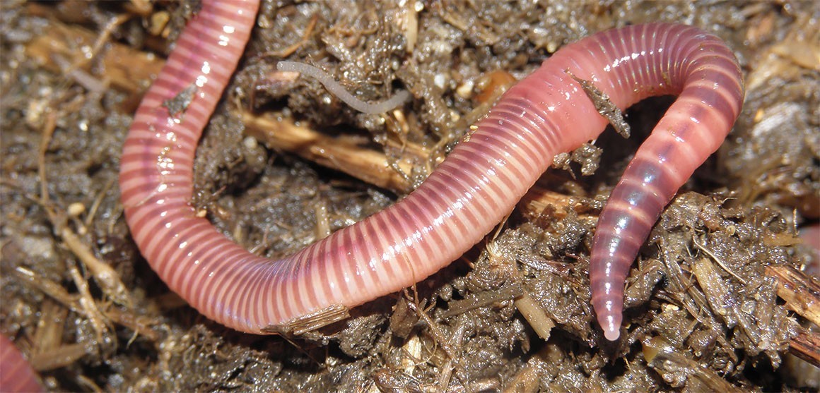 Earthworm meal market