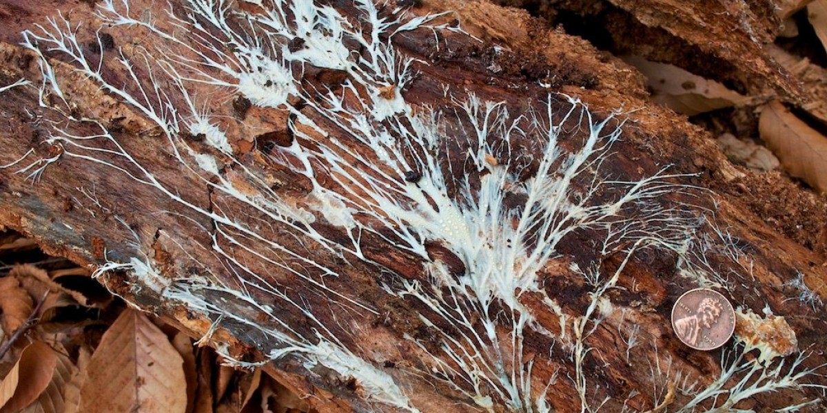 Mycelium Market Outlook: The Future of Sustainable Products