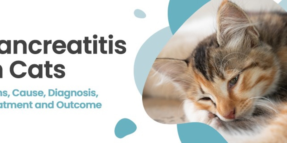 Pancreatitis In Cats | CGS Hospital