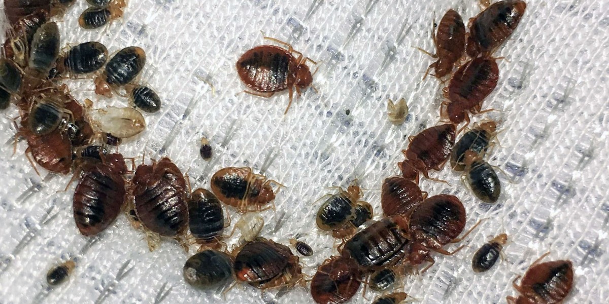 Stopping Bed Bugs Globally: The Role of Heat Equipment in Prevention