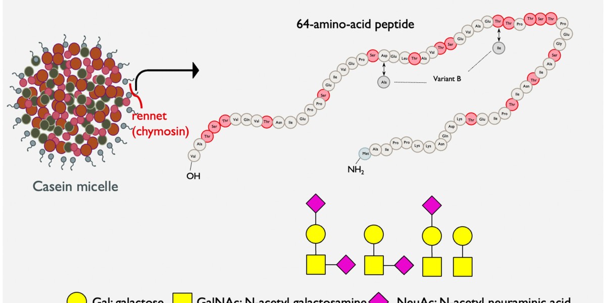 Casein Glycomacropeptide Market: How the Sports and Fitness Industry Is Benefiting