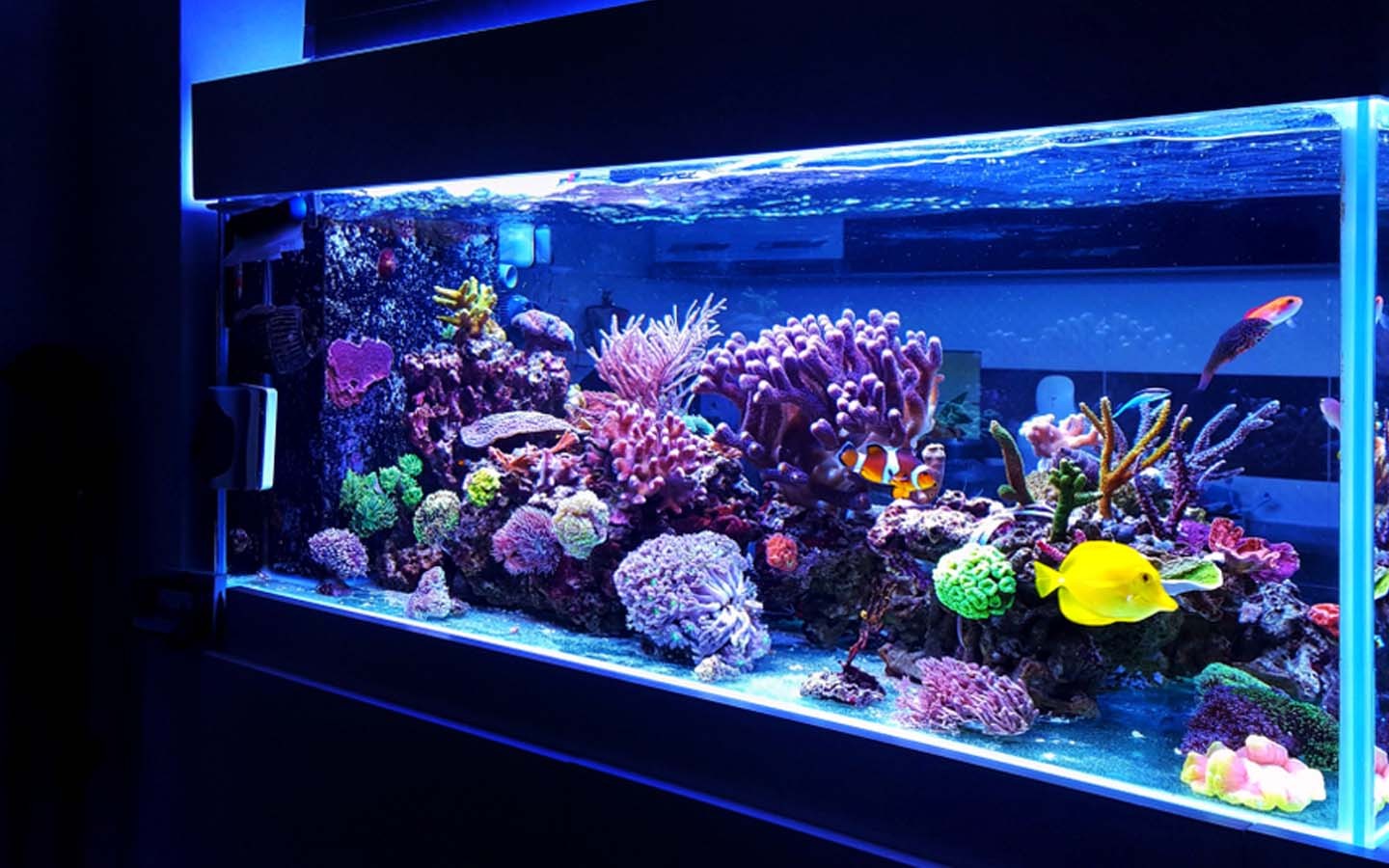 aquarium water treatment