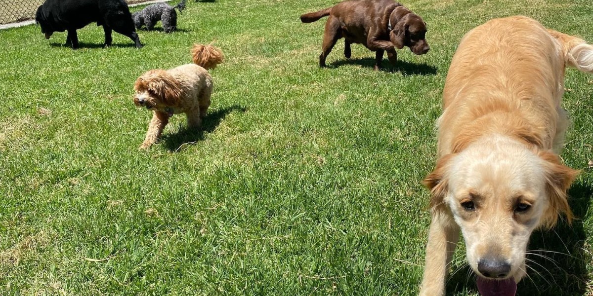 Dog Boarding Melbourne