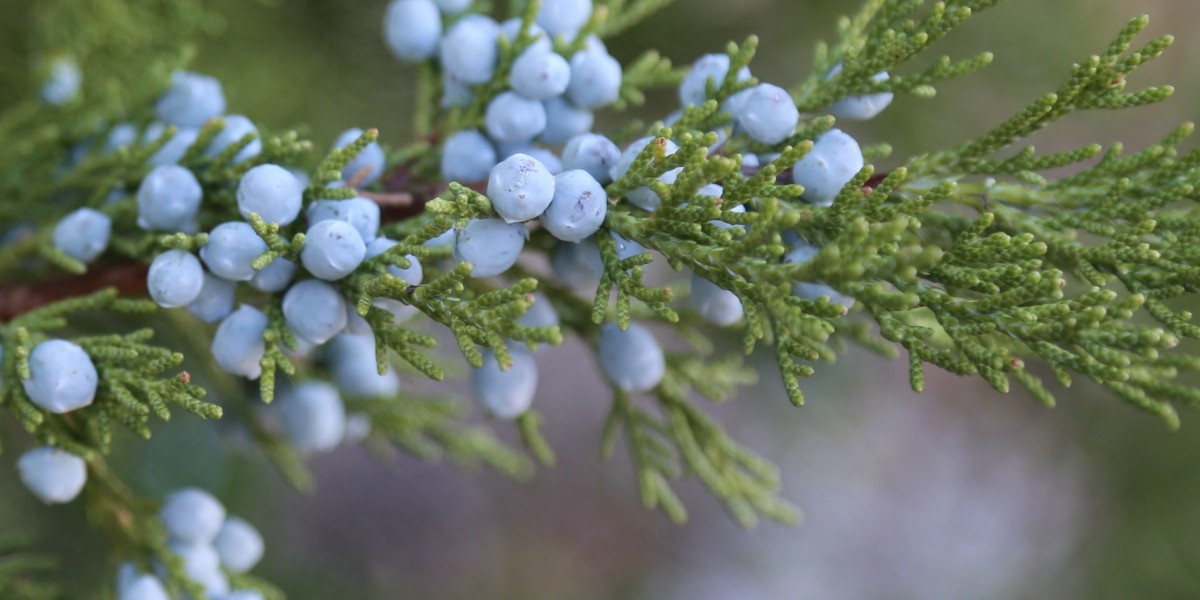 The Timeless Appeal of Juniper: Embracing Its Unique Scent in Fragrance and Wellness