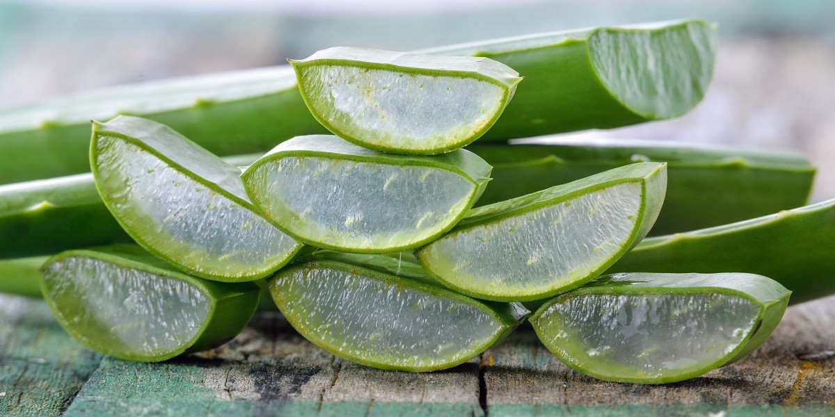 Detailed Project Report on Aloe Vera Processing Plant: Business Plan and Requirements