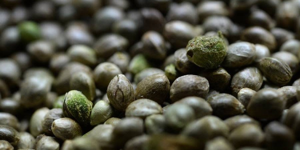 Cannabis Seeds Market Overview: Analysis of Emerging Trends, Opportunities, and Challenges