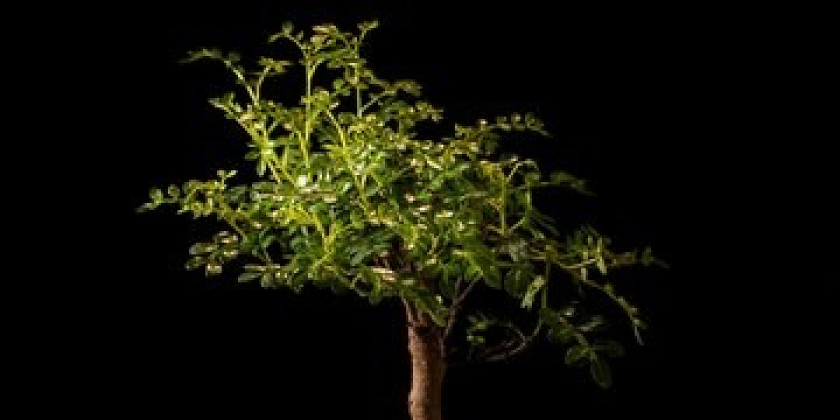 Bonsai Market Analysis: Impacting Factors and Competitive Landscape Insights