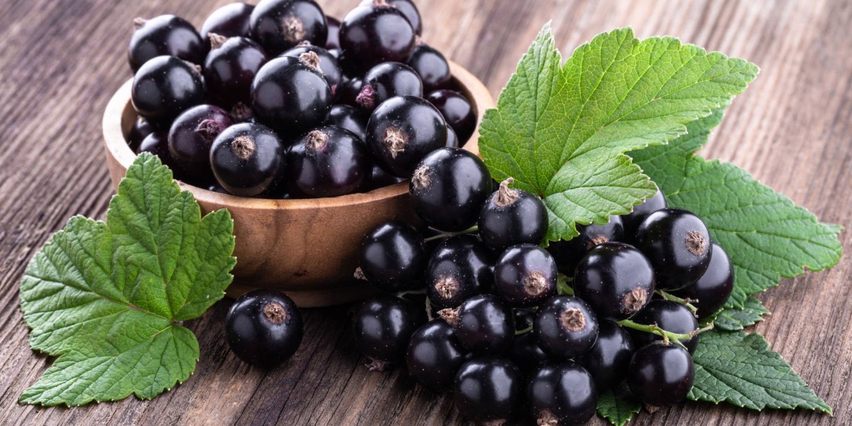 Blackcurrant Extract Market: The Shift Toward Functional and Natural Ingredients