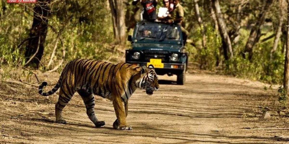 Explore the Majestic Anamalai Tiger Reserve: A Haven for Wildlife Enthusiasts