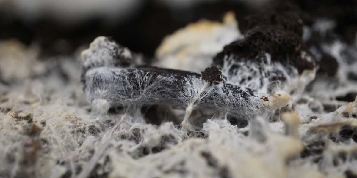 Mycelium Market Growth: Revolutionizing Sustainable Packaging, Fashion, and Construction in Today's Eco-Friendly Ec