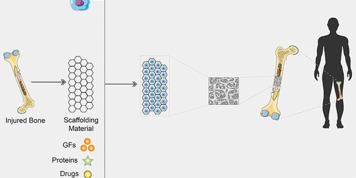 CD Bioparticles Launches Innovative Organoid Construct Kit to Advance Drug Discovery