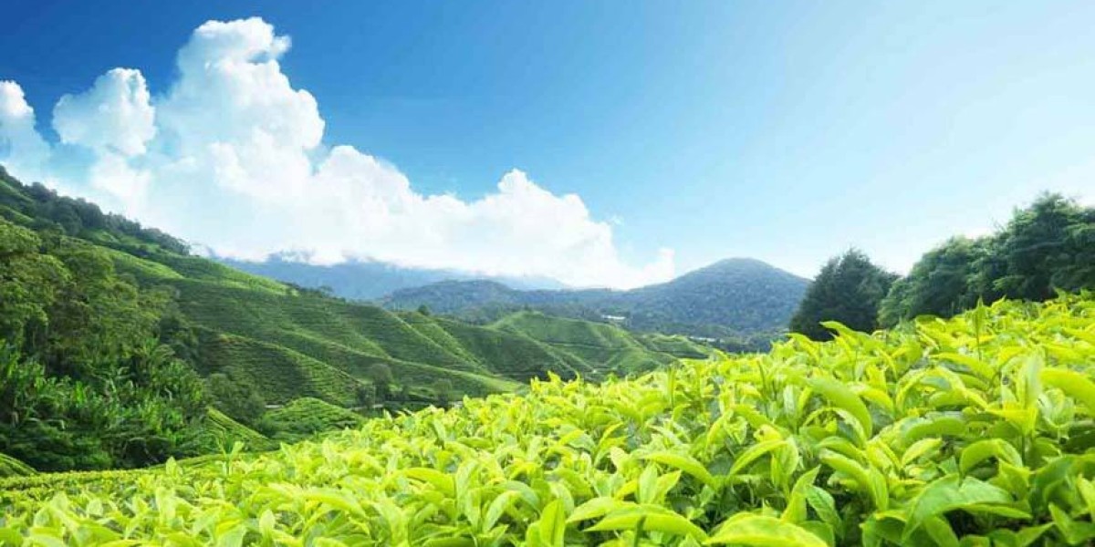 Unwind in the Hills: Munnar Tour Packages from Cochin