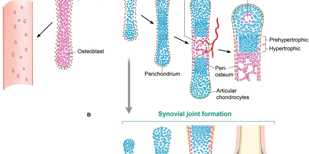 Bone Regeneration Market: Key Disruptions and Innovations Revolutionizing Bone Treatment