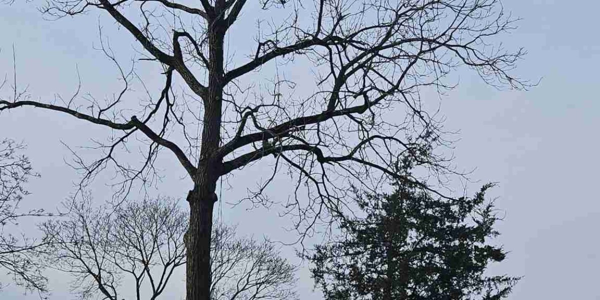 How to Safely Handle Tree Removal, Pruning, and More