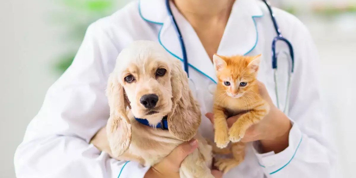 Pet Insurance Market Potential: Rising Demand for Coverage Drives Global Growth and Innovation