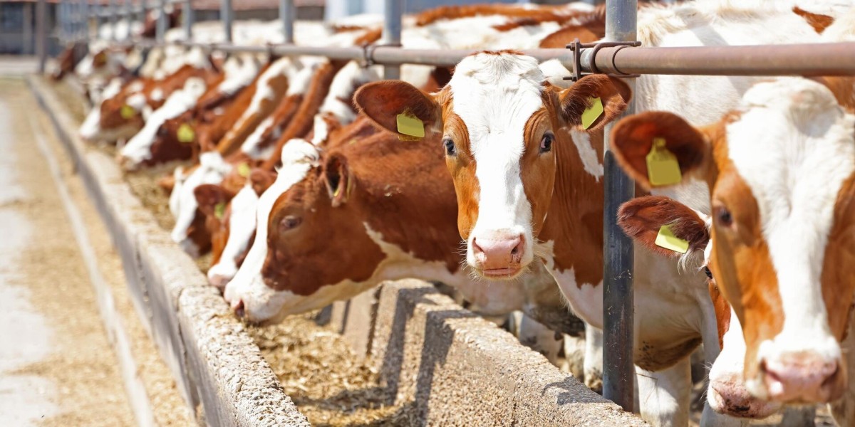 Cattle Feed Market: Navigating the Future with Advanced Technologies and Ethical Demands