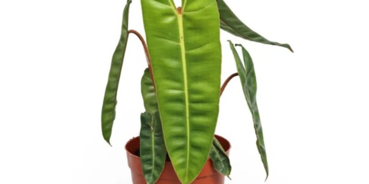 Philodendron Wholesale Buying Guide – Tips for Quality and Growth