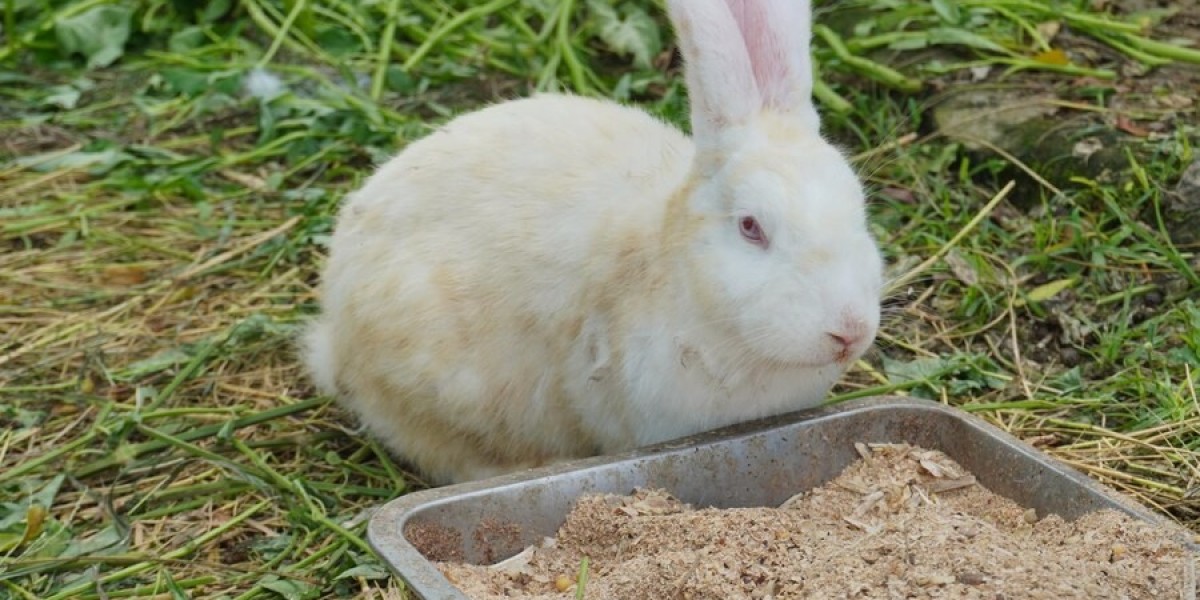 The Growing Rabbit Feeder Box Market: Trends, Opportunities, and Insights