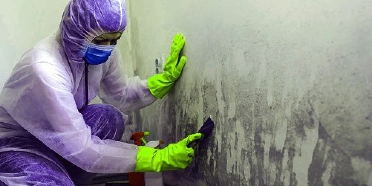 How Ottawa Mold Removal Services Keep Your Home Safe from Mold